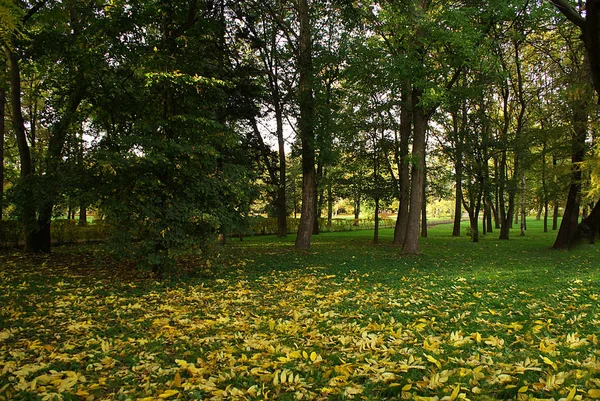 Automne Parc Automne Avec Feuilles Tombées — Photo