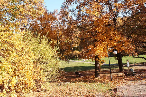 Outono Parque Outono Com Folhas Caídas — Fotografia de Stock