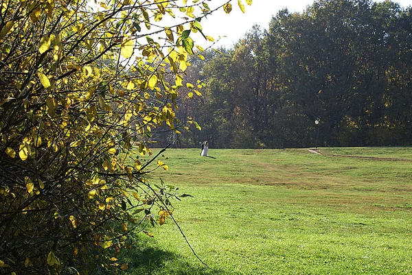 Podzim Podzimní Park Spadlým Listím — Stock fotografie