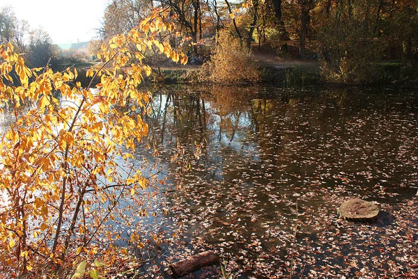 一个湖映着树木的公园 — 图库照片
