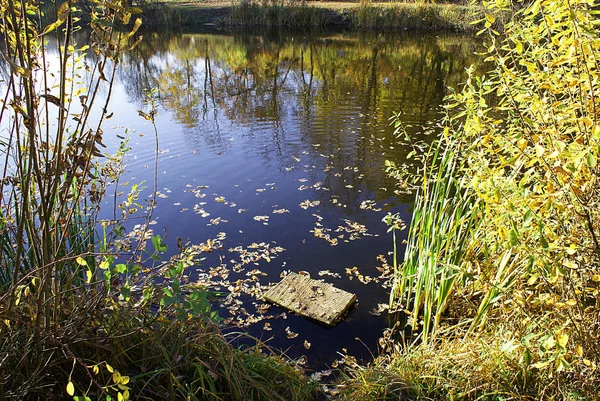 Ősz Park Tükrözi Fák — Stock Fotó