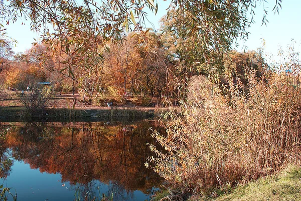 Φθινόπωρο Ένα Πάρκο Μια Λίμνη Που Αντανακλά Δέντρα — Φωτογραφία Αρχείου