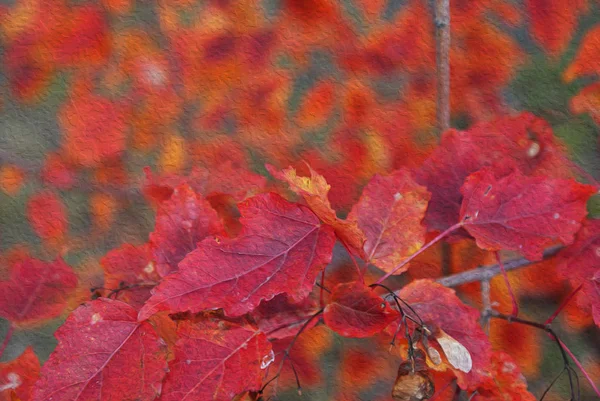 Jesienny Jesienny Park Opadłymi Liśćmi Malowany Olejem — Zdjęcie stockowe