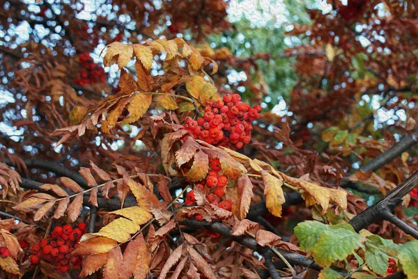 Jagody Rowan Jesienią Jesienny Park Malowane Olejem — Zdjęcie stockowe