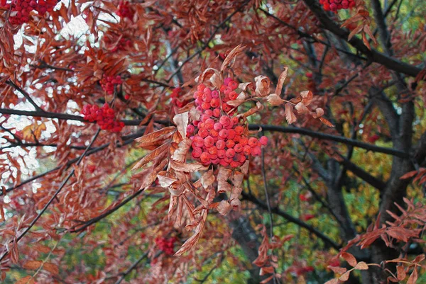 Jagody Rowan Jesienią Jesienny Park Malowane Olejem — Zdjęcie stockowe
