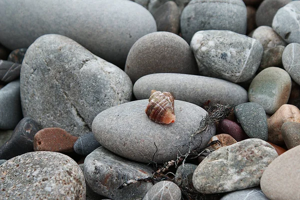 Stenen Aan Zee Schelpen Kiezelstenen Het Strand Aan Zee — Stockfoto