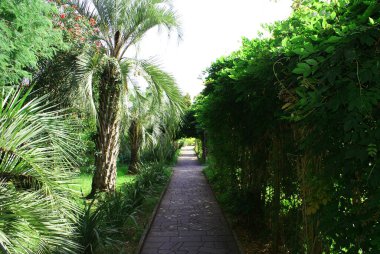 Şehirdeki Güney Yaz Parkı, Doğa