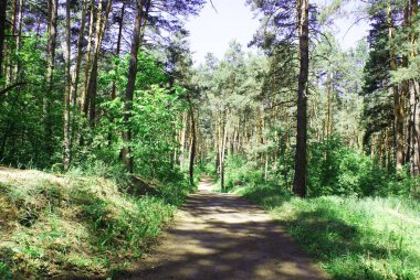 Kozalaklı bir ormanda yol, doğa.