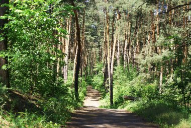 Kozalaklı bir ormanda yol, doğa.