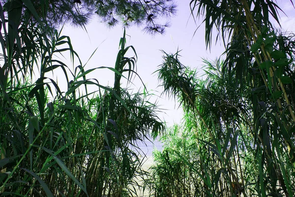 Zielony Bambus Letnim Parku Nad Morzem Natura — Zdjęcie stockowe