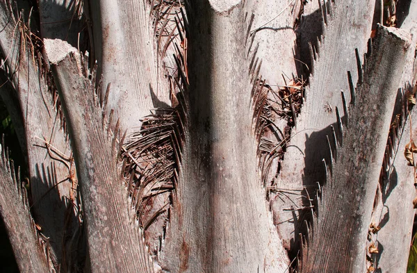 Palm Tree Trunk Park Nature — Stock Photo, Image