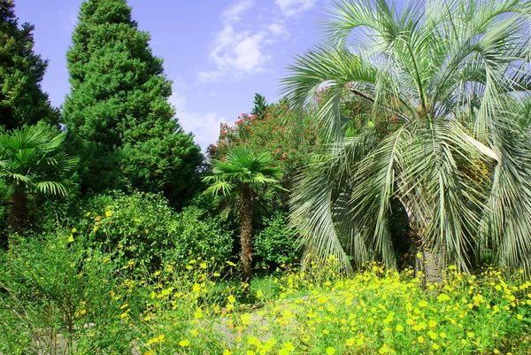 Beautiful Flowers City Park Summer Plants — Stock Photo, Image