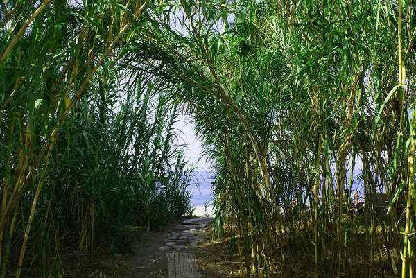 Πράσινο Μπαμπού Ένα Καλοκαιρινό Πάρκο Δίπλα Στη Θάλασσα Φύση — Φωτογραφία Αρχείου