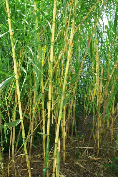 Zielony Bambus Letnim Parku Nad Morzem Natura — Zdjęcie stockowe
