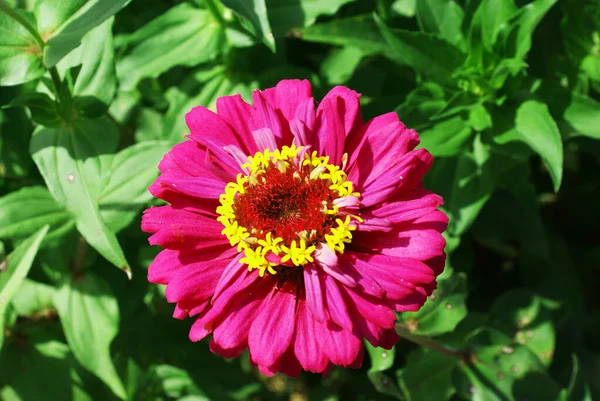 Beautiful Flowers City Park Summer Plants — Stock Photo, Image