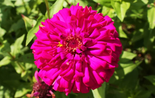 Beautiful Flowers City Park Summer Plants — Stock Photo, Image