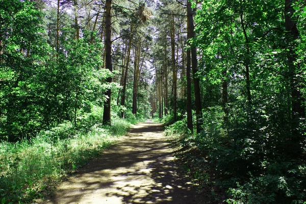 Straße Schattigen Nadelwald Natur — Stockfoto