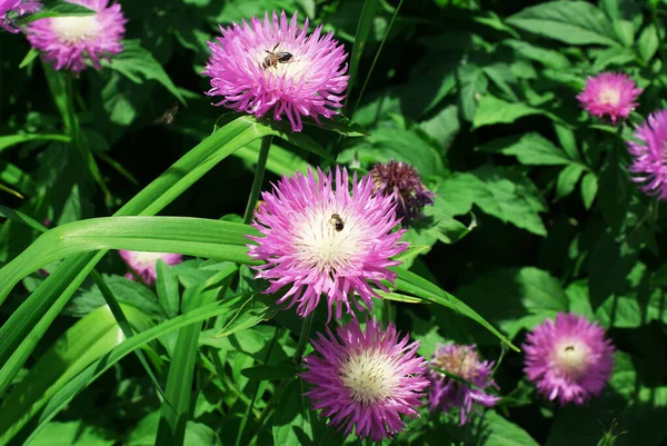 Bee Collects Nector Beautiful Flower — Stock Photo, Image