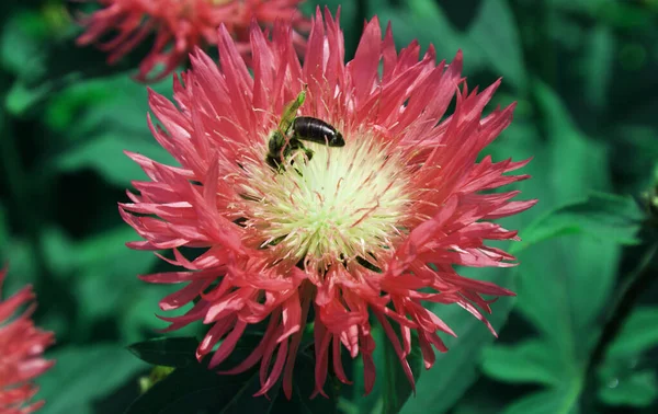 Bee Collects Nector Beautiful Flower — Stock Photo, Image