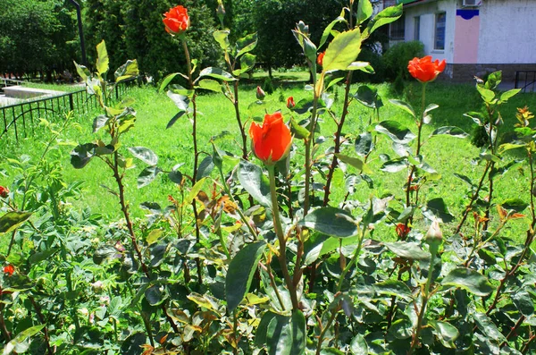 Буш Розы Городском Парке Цветы — стоковое фото