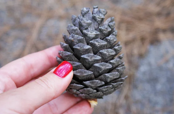 Cone Pinheiro Floresta Agulhas Pinheiro Natureza — Fotografia de Stock