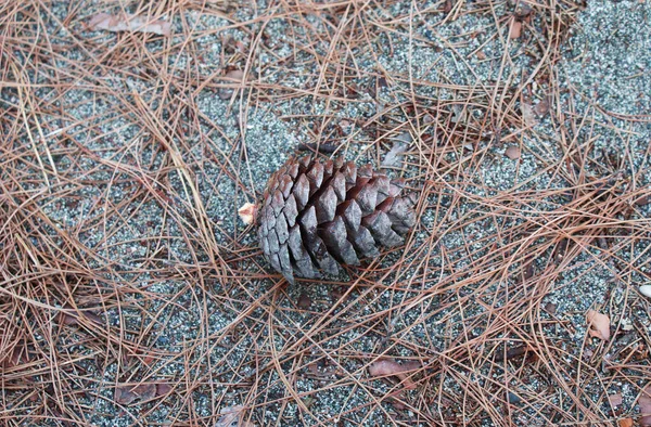 Kiefernzapfen Wald Kiefernnadeln Natur — Stockfoto