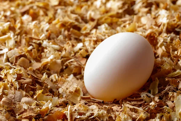 Galinha Ovo Pato Serra Alimentos Orgânicos Frescos Fazenda Aves Capoeira — Fotografia de Stock