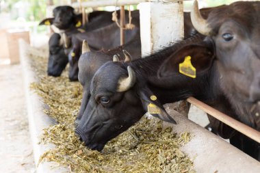 Feeding murrah buffalo with chopped dried hay in farm clipart