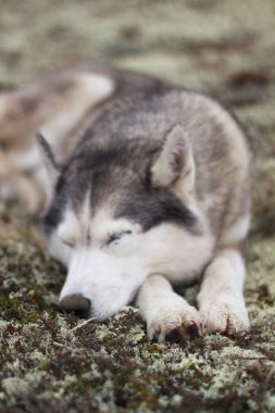 üzerinde moss uyku yorgun husky köpek