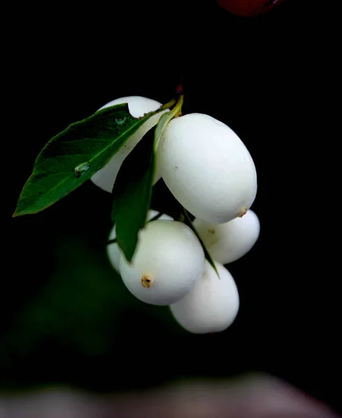 Snowbird Μαύρο Φόντο — Φωτογραφία Αρχείου