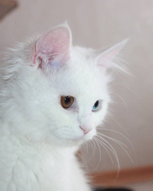 Farklı gözleri olan beyaz kedi.