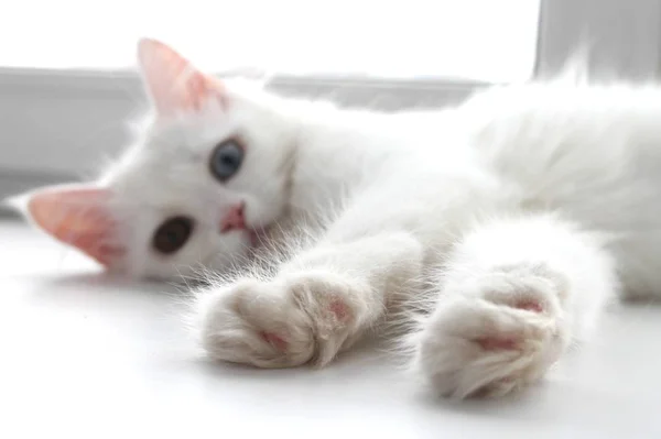 不同眼睛的白猫 — 图库照片