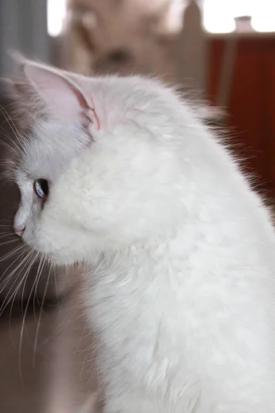 Weiße Katze Mit Anderen Augen — Stockfoto