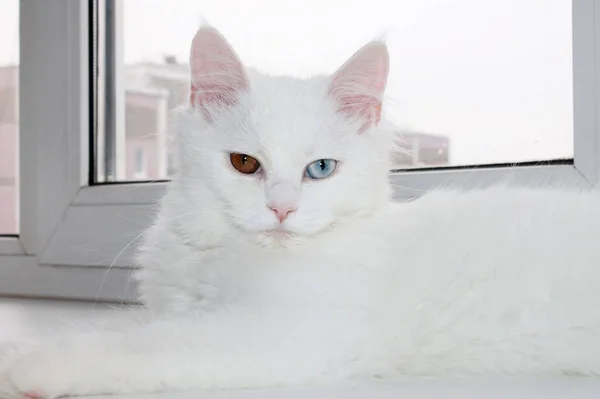 Weiße Katze Mit Anderen Augen — Stockfoto