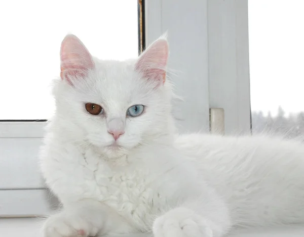 White Cat Different Eyes — Stock Photo, Image