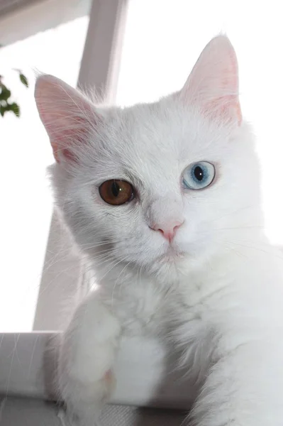 Bílá Kočka Odlišnýma Očima — Stock fotografie