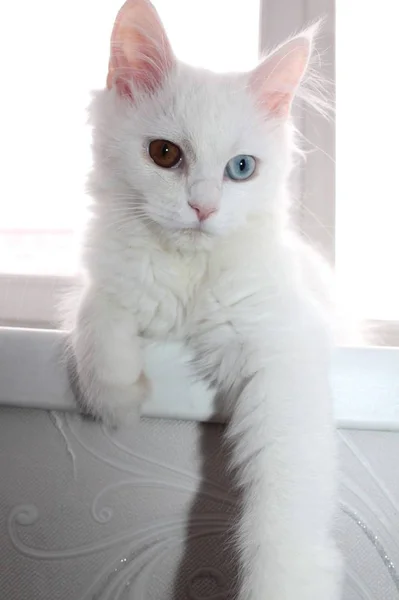 Gato Branco Com Olhos Diferentes — Fotografia de Stock