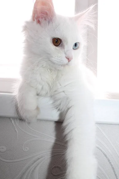 Білий Кіт Різними Очима — стокове фото