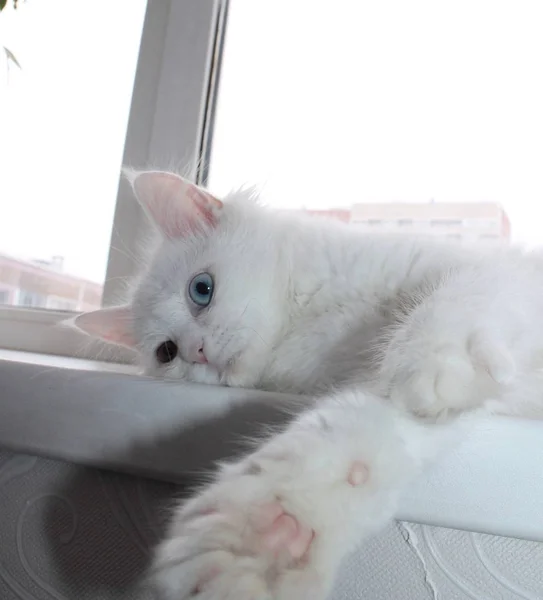 White Cat Different Eyes — Stock Photo, Image