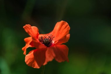 Rüzgar yeşil bahar çayır üzerinde parlak taze turuncu Poppy çiçek. Nazik hareketler bahar rüzgarı esiyor. Haşhaş bitkisi (fam. Somniferum)