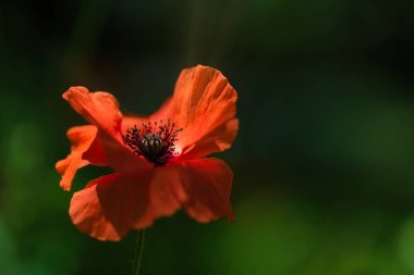 Pastoral taze turuncu Poppy çiçek yeşil bahar çayır rüzgarla. Nazik hareketler bahar rüzgarı esiyor. Haşhaş bitkisi (fam. Somniferum)