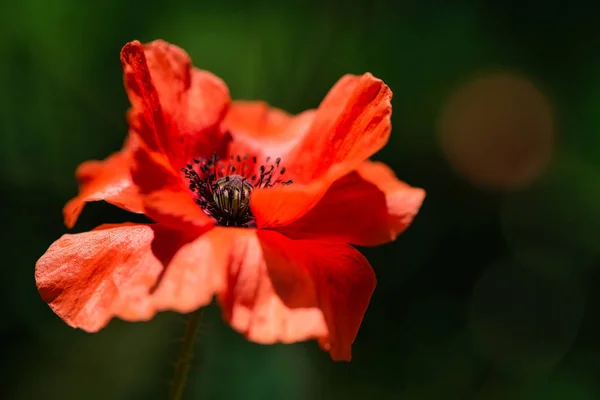 Delicate Fresh Orange Poppy Flower Wind Green Spring Meadow Gentle — Stock Photo, Image