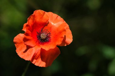 Kır çiçeği taze turuncu Poppy çiçek yeşil bahar çayır rüzgarla. Nazik hareketler bahar rüzgarı esiyor. Haşhaş bitkisi (fam. Somniferum)