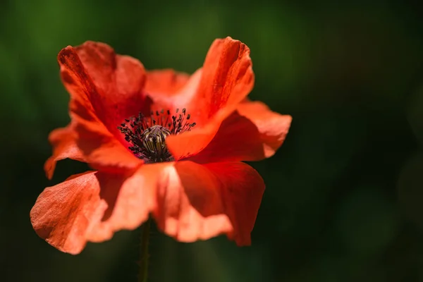 Jolie Fleur Fraîche Pavot Orange Dans Vent Sur Une Prairie — Photo