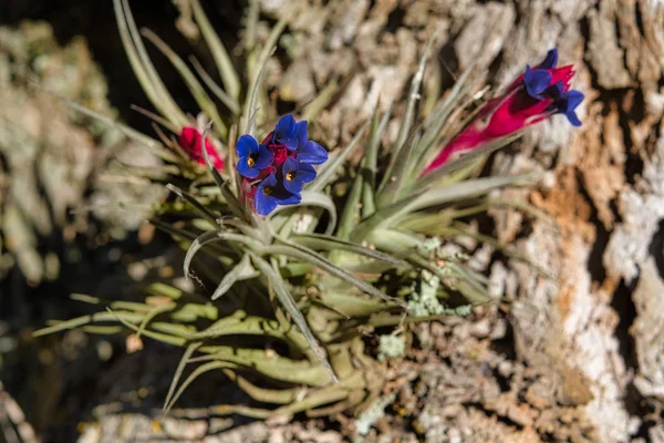 Colorido Clavel Aire Sudamericano Tillandsia Aeranthos Colgando Corteza Árbol Bosque —  Fotos de Stock