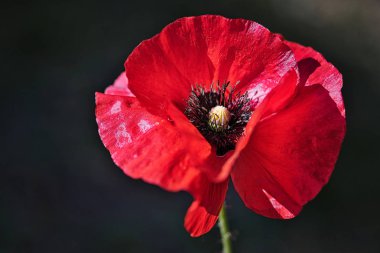 Yeşil bahar bahçe rüzgarla kırılgan Kırmızı gelincik çiçek. Nazik hareketleri esintiyle. Ortak Poppy. (Gelincik (bitki)).