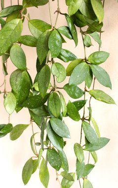  Ev bitki Hoya balcon üzerinde