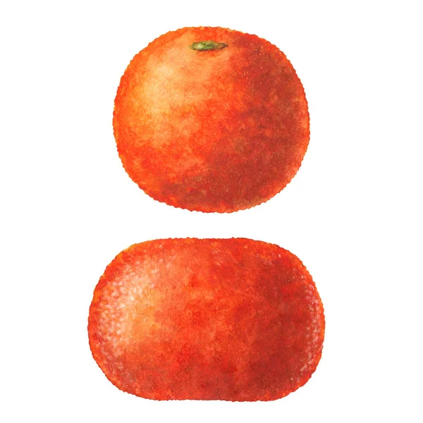 Watercolor Textured Mandarine Orange White Background — Stock Photo, Image