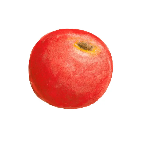 Акварельна ілюстрація помідора — стокове фото