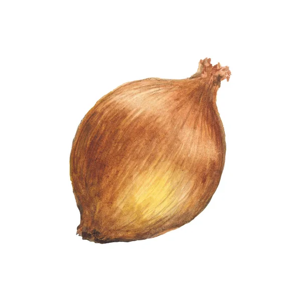 Akvarel ilustrace cibule — Stock fotografie